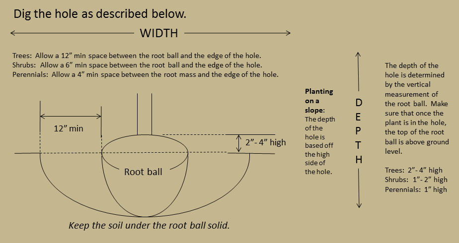 Tree planting diagram — proper depth, backfill, and staking