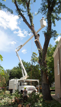Crane tree removal — rigging a section